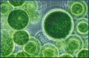 how to remedy green pool algae