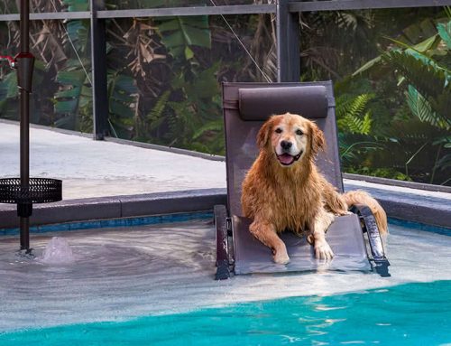 Pros and Cons of Sun Shelves for Custom Inground Pools